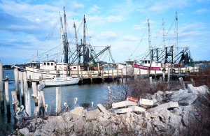 Favorite ride_1 Shrimp boats moored at Mayport, Florida, a small fishing village on the St. Johns River 21⁄2 miles inland from the mouth.
