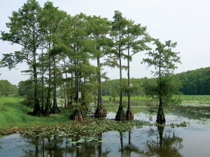 Caddo Lake, TX