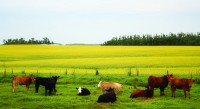 A field of canola flowers, from whence comes canola oil, useful in cooking.