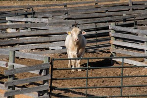 Montana-Motorcycle-Rides-Wisdom-Petersen-08 Bull in corral