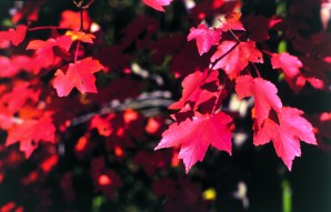 The combination of spectacular fall colors and hundreds of great roads make autumn one of the best times of the year to ride in North Georgia.