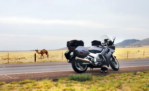Texas-Motorcycle-Rides-Big-Bend-Melvin-04 A camel along Highway 67.