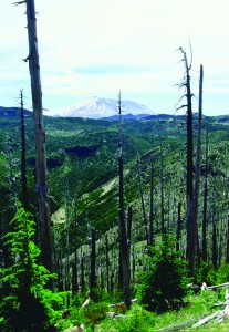 wash.top.305 rees not sheared off or knocked down by the volcanic winds of Mount St. Helens were baked.