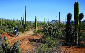 web-IMG_0758 The optional off-road ride to San Borja Mission travels 30 miles through some of Baja’s most picturesque desert.