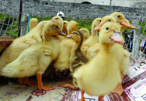 OTO DUCKS-WEB A day’s ride in Ecuador can take you from surfing in the morning to the world’s highest volcano in the afternoon. On the way, you can shop for ducklings in Otavalo.