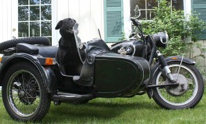 Otis poses in the Ural sidecar that his predecessor, Vedo, loved to ride while barking for joy. (photo by Scott A. Williams)
