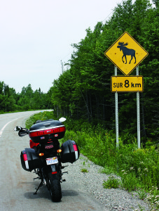 web-IMG_4982 Cautionary signs appear where moose are seen frequently, but they can slip out of the woods and onto the road most anywhere without warning.