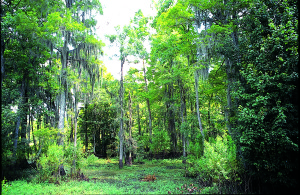 The swamplands of Louisiana, not far from New Orleans.