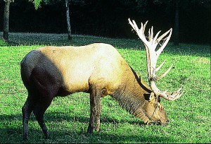 web-LEWIS_5 An elk graises at the Jewell Meadows Wildlife Area.