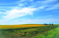 Colorful fields in North Dakota.