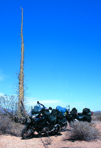 The boojum, or cirio, cactus is found only in this part of Baja.