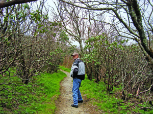 web-Blue Ridge 105 The author’s husband enters the eerie landscape of bare rhododendron at Craggy Garden.