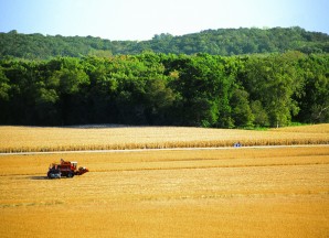 Corn and soybeans flank the L.H. as it winds through the Iowa River Valley.