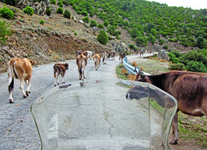 web-IMG_8182 Cows and other livestock created the first rough trails in these mountains, long before roads were necessary, and they still demand the right of way.