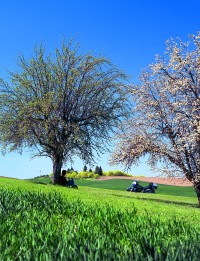 Under the apple tree where Grandpa went to sleep forever in 1974.