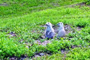 Prairie dogs?  Run for your lives!  These cute little critters carry plague, warn the posted signs.