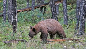 British Columbia Black Bear