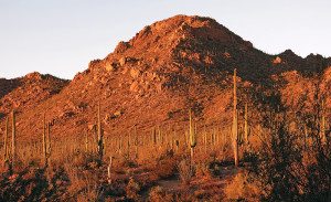 in Saguaro National Park West Red Hills