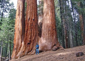 Trail of 100 Giants