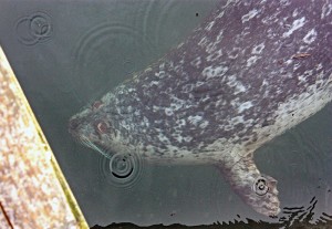 Seals in Victoria’s Inner Harbour